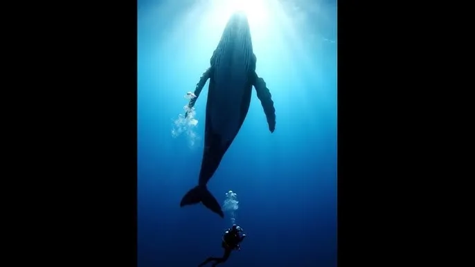 樱井夕树 - 深蓝星球：探索海洋深处的未知世界